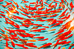 Fische schwimmen zusammen